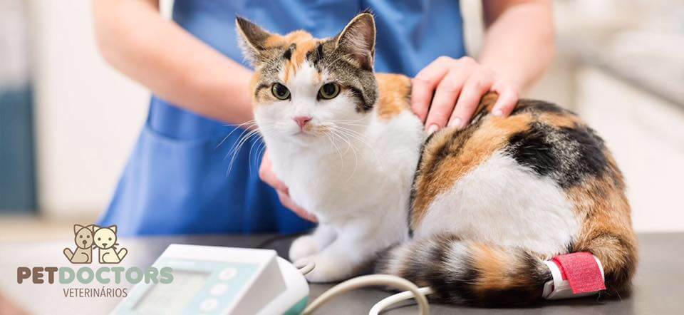 Hipertensão (felina/canina): uma doença silenciosa