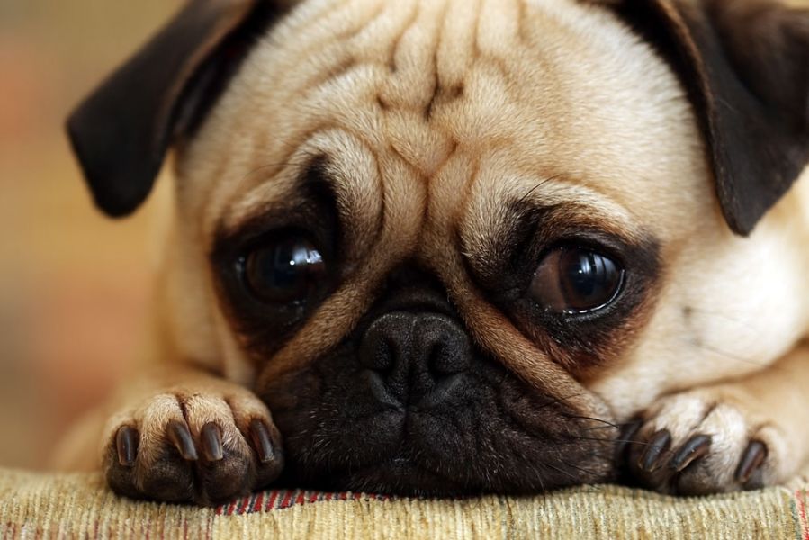 Ansiedade: 5 Métodos Naturais Para Acalmar Um Cão Ansioso